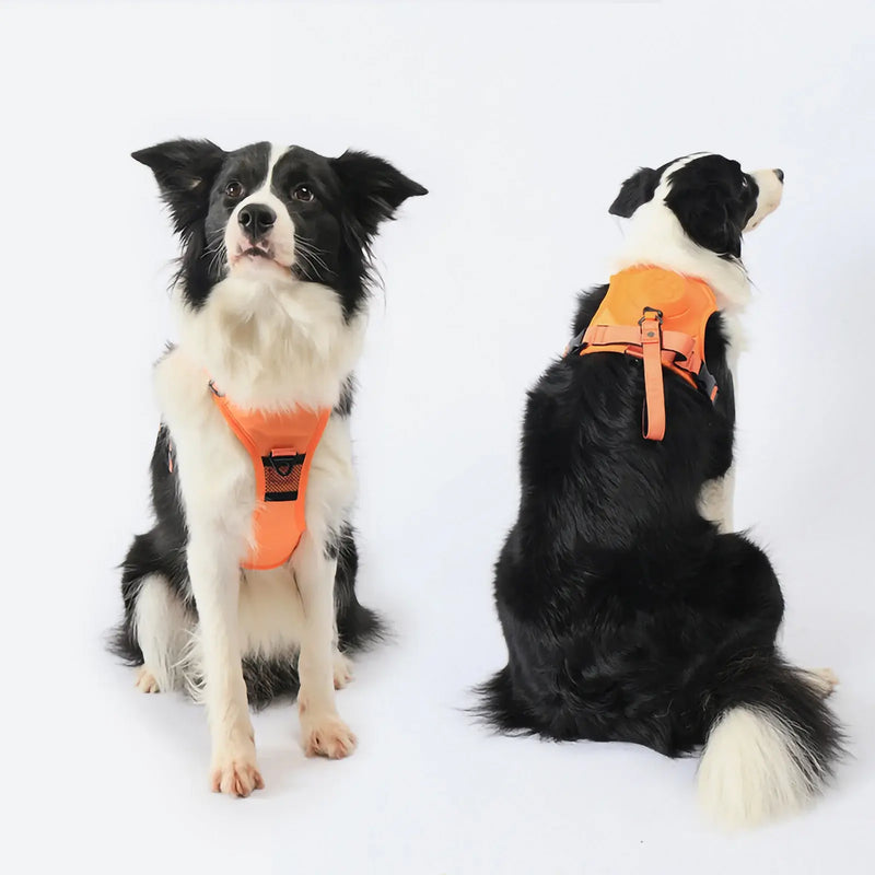 Laisse rétractable flexible pour chiens de taille moyenne à grand